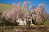 薄墨枝垂れ桜